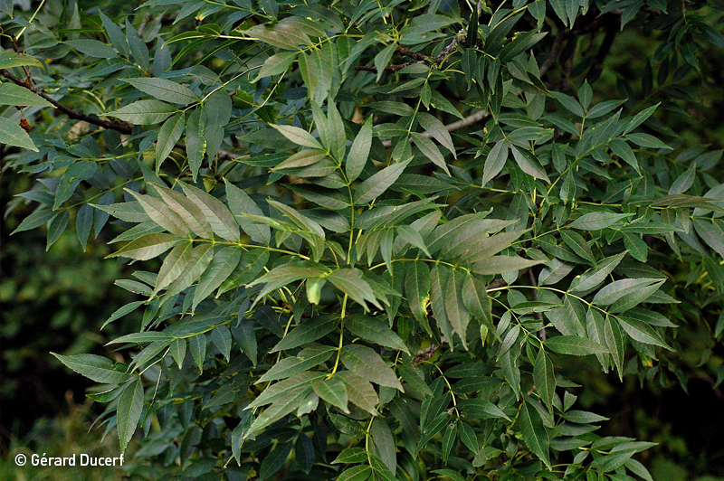 Frêne - Extrait de plantes fraîches Bio - Phytothérapie Herbiolys